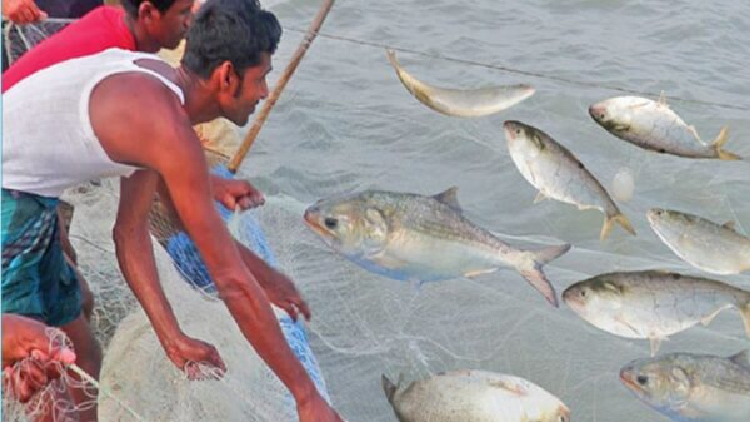 বাংলাদেশে নিষিদ্ধ হলেও ভারতে ধরা হচ্ছে ঝাঁকে ঝাঁকে ইলিশ