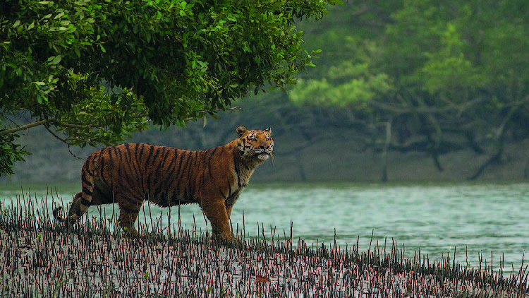 সুন্দরবনে বাঘের সংখ্যা বেড়েছে 