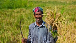 রংপুরে আমনের বাম্পার ফলন