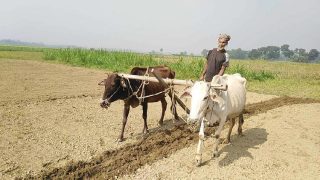 প্রযুক্তির আগমনে বিলুপ্ত গরু দিয়ে হালচাষ