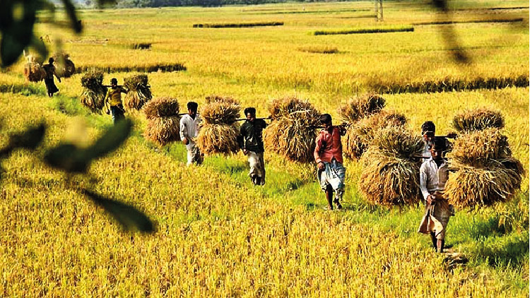 আমন ধানের ফলন ও দামে খুশি নীলফামারীর চাষিরা