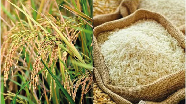 এ বছর বোরো মৌসুমে ৩৬ টাকায় ধান, ৪৯ টাকায় চাল কিনবে সরকার