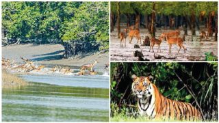 সুন্দরবনের ১০ কিলোমিটারের মধ্যে শিল্পপ্রতিষ্ঠান স্থাপন নিষিদ্ধ